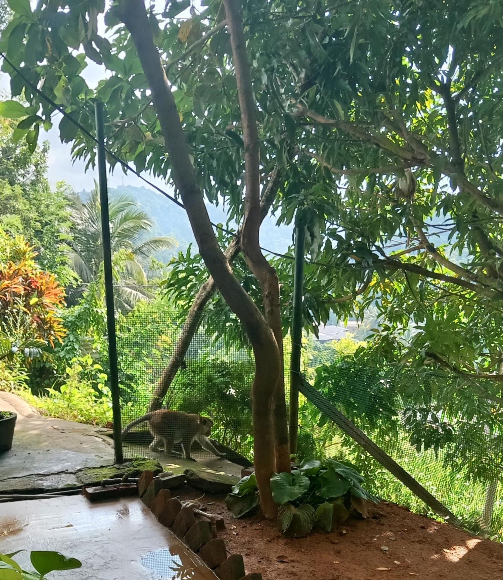 Fly Infinity - Home Stay كاندي المظهر الخارجي الصورة